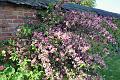 Primrose Gardens 4